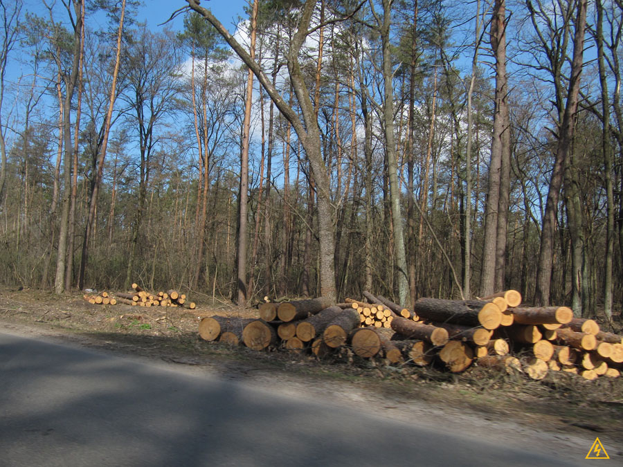 Вырубка леса в Боярке