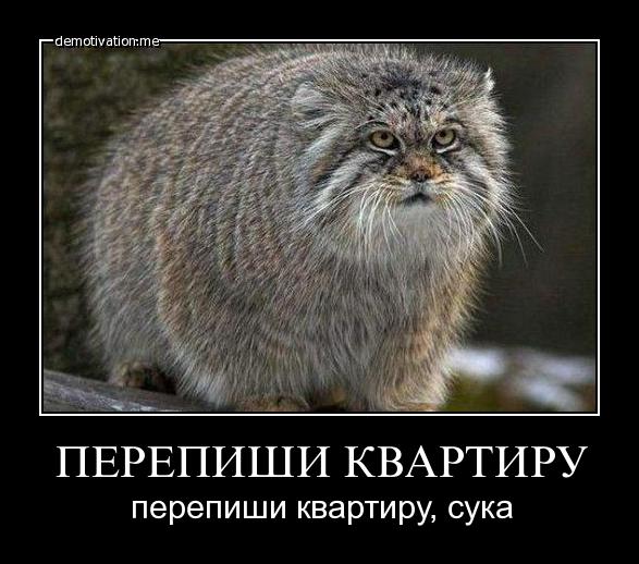 Timoshenkos_Cat.jpg