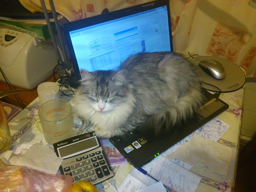 Опытная админская кошка за одну ночь на ноутбуке может забанить до 10 пользователей.