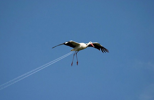 stork.jpg
